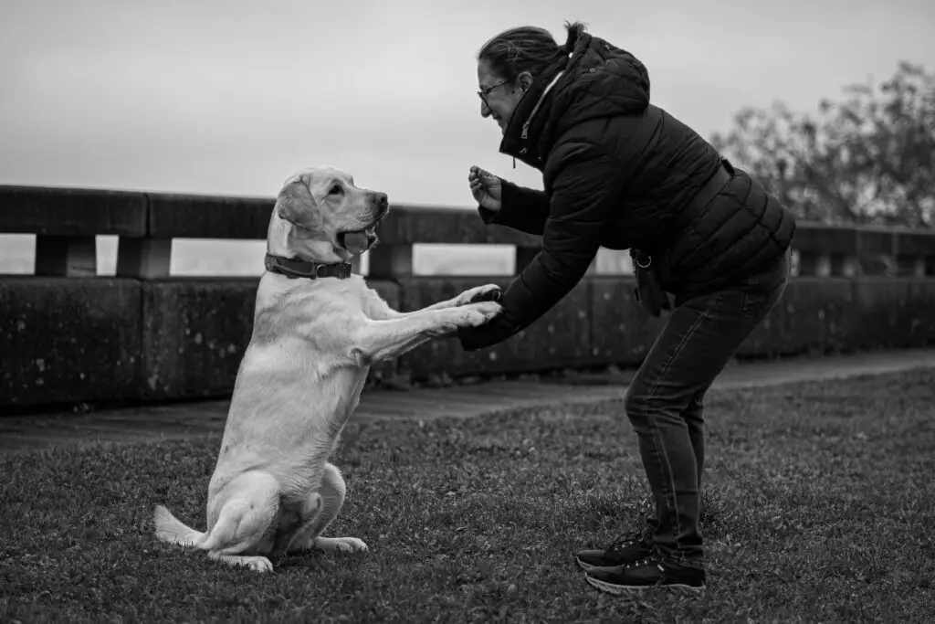 Éducation canine à Caluire et Lyon