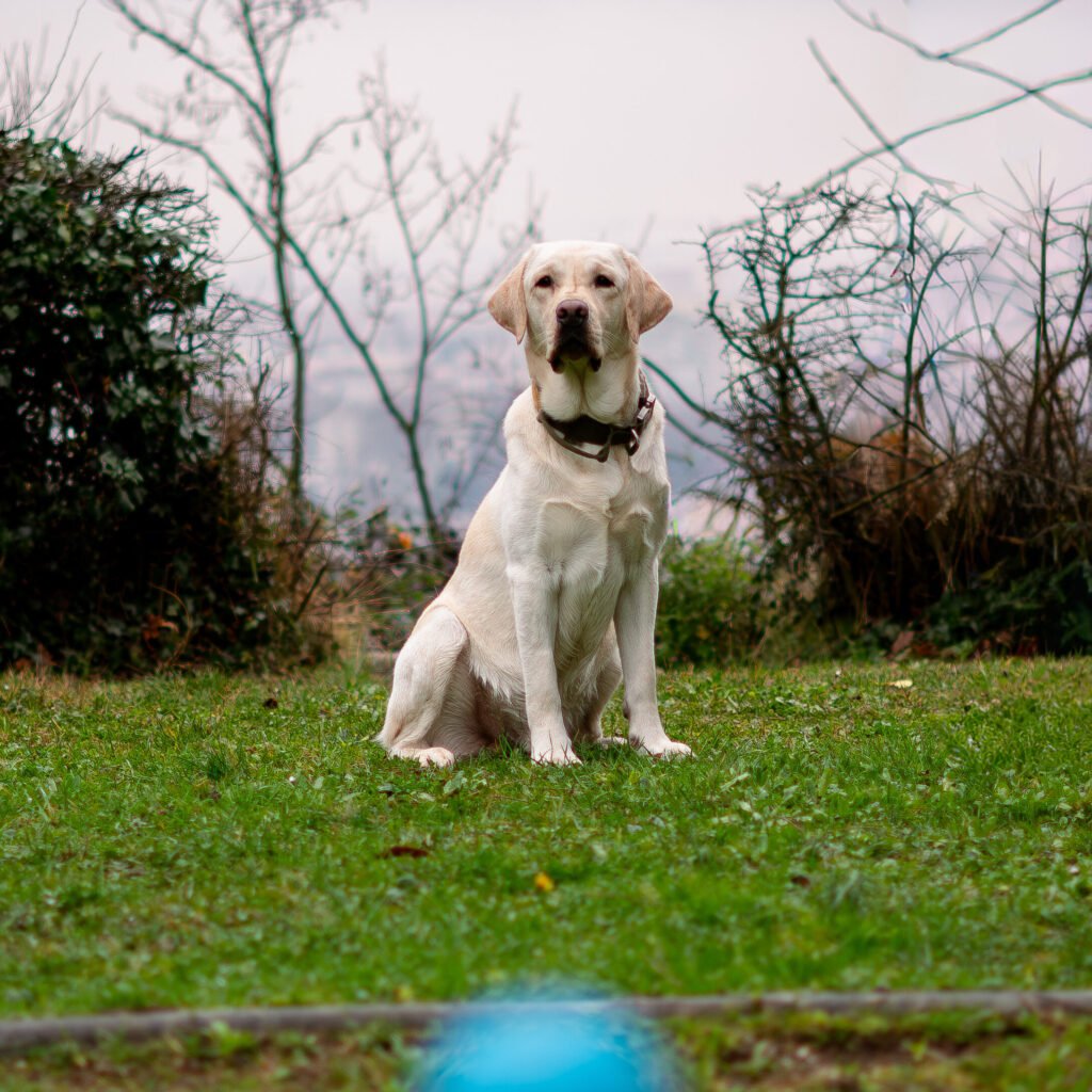 chien, labrador, sable