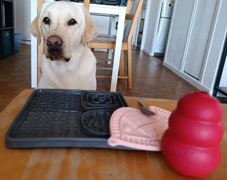Kong, Lickimat, chien