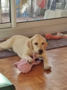 educatrice canine lyon conseil adoption chiot