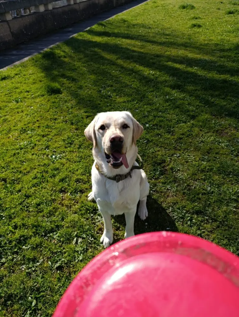 Education canine, motivation, obéissance, jeux, friandises