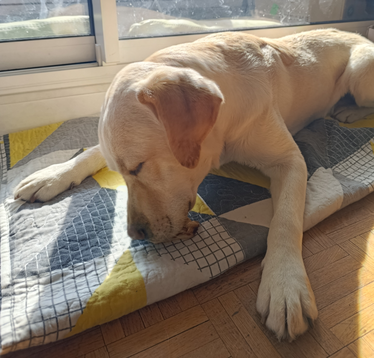 nutrition, mastication, friandises chien