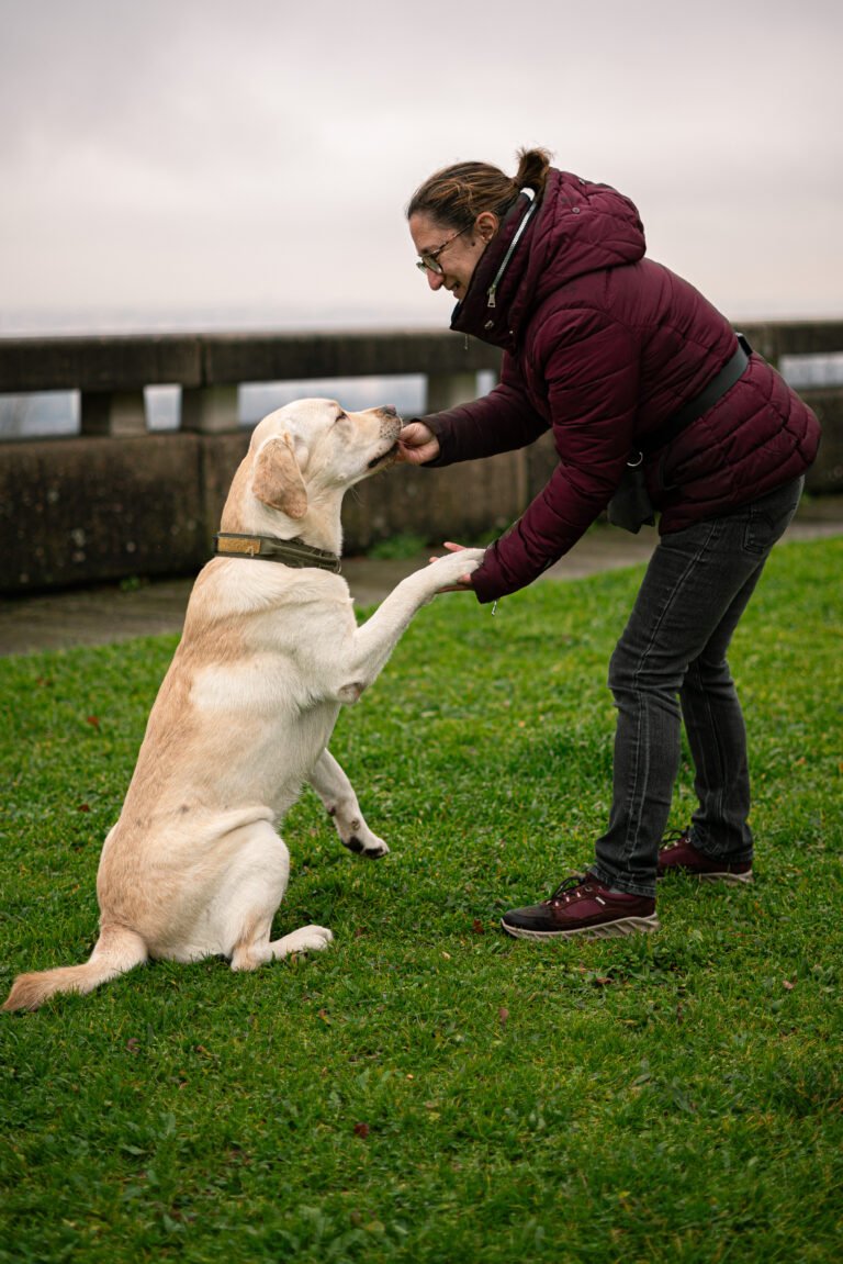 éducation canine, confiance assis