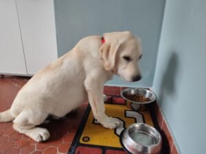 chiot mange au calme
