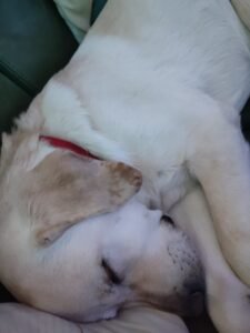 chiot dort calme