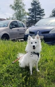 Chien Education canine assis pas bougé