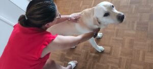 Démonstration des claques d'urgence entre les deux omoplates sur un chien qui s'étouffe