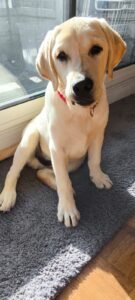 Chiot Labrador calme