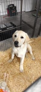 chiot calme et attentif