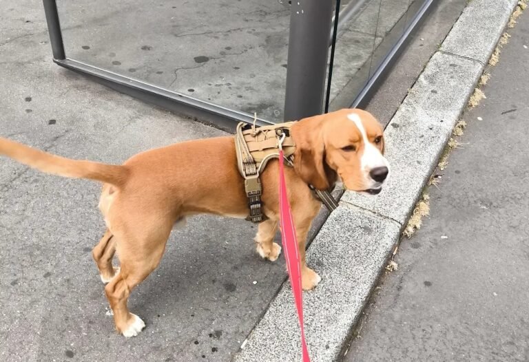 Education canine marche en laisse sociabilité