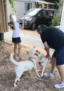 Rencontre entre chiens en laisse et marche parallèle encadrée par une éducatrice canine à Lyon