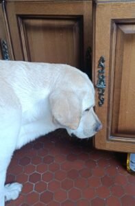 Dangers ménagers pour le chien